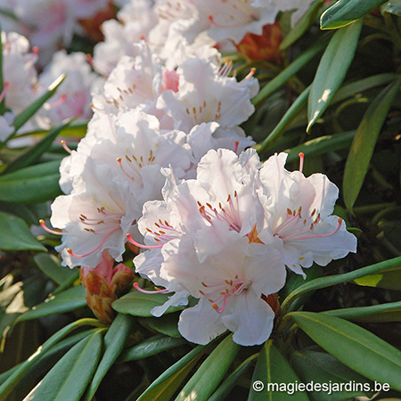 Comment planter et entretenir un rhododendron